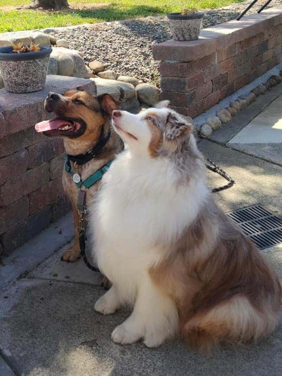 tuttle and mrs piggy together