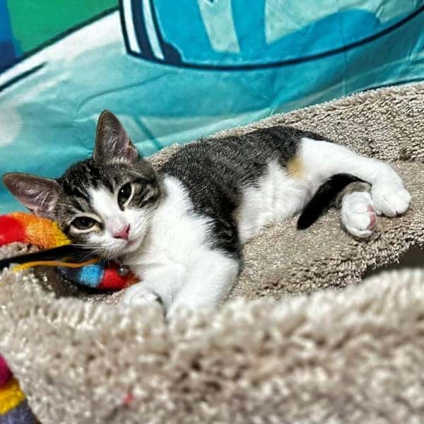 Olivia Benson