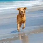 dog running on beach