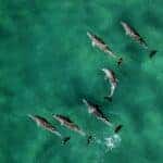 dolphins