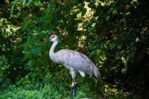 Crane in bushes