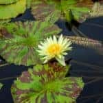 Lilypads in pond
