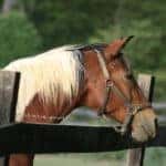 image of a horse