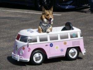 Twinkie in her personal VW Bug