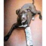 Humane Society of Huron Valley
